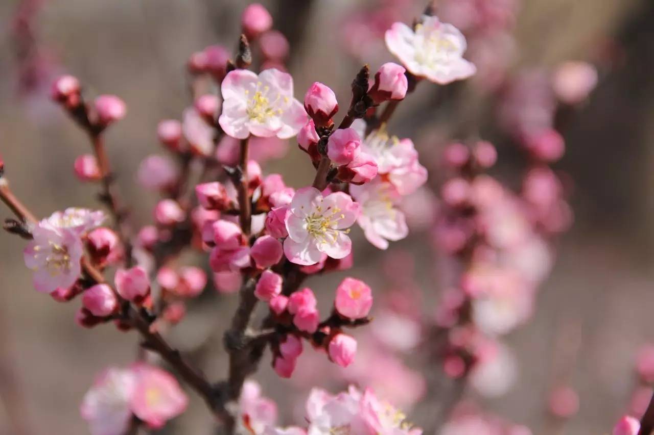 src=http _pic1.win4000.com_wallpaper_2018-03-24_5ab5bd4c9ae5