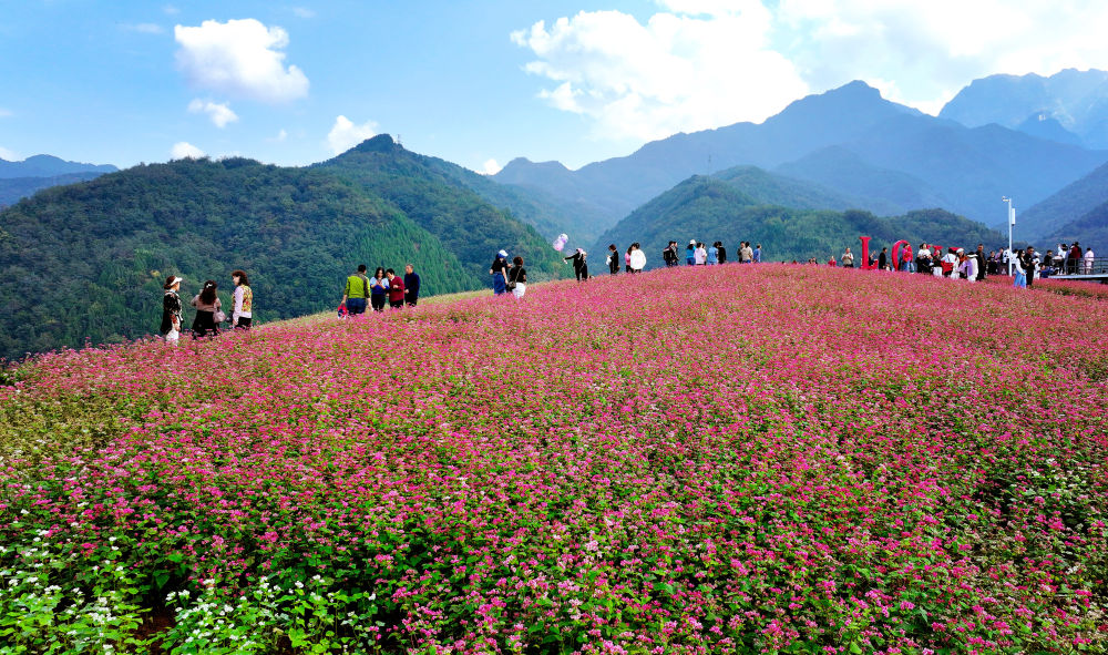  �������Ϊ����