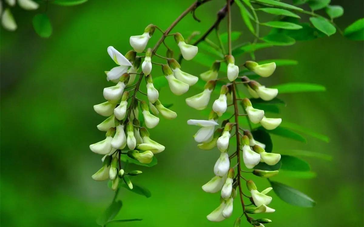 ���»���