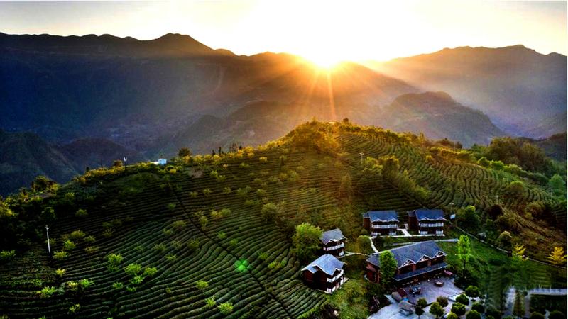 �����µĲ�ɽ