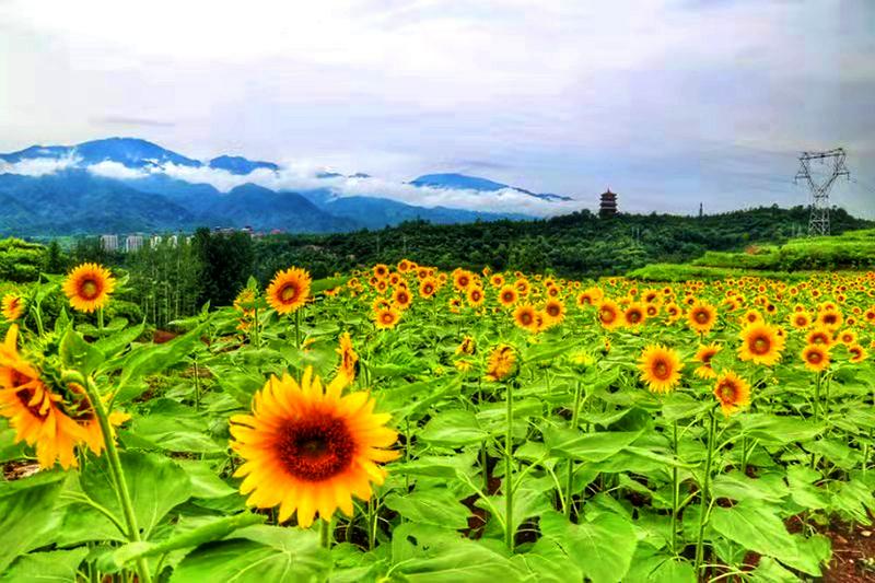 ���������տ���ҵ԰