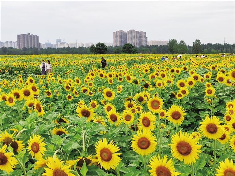 ǧĶ������������