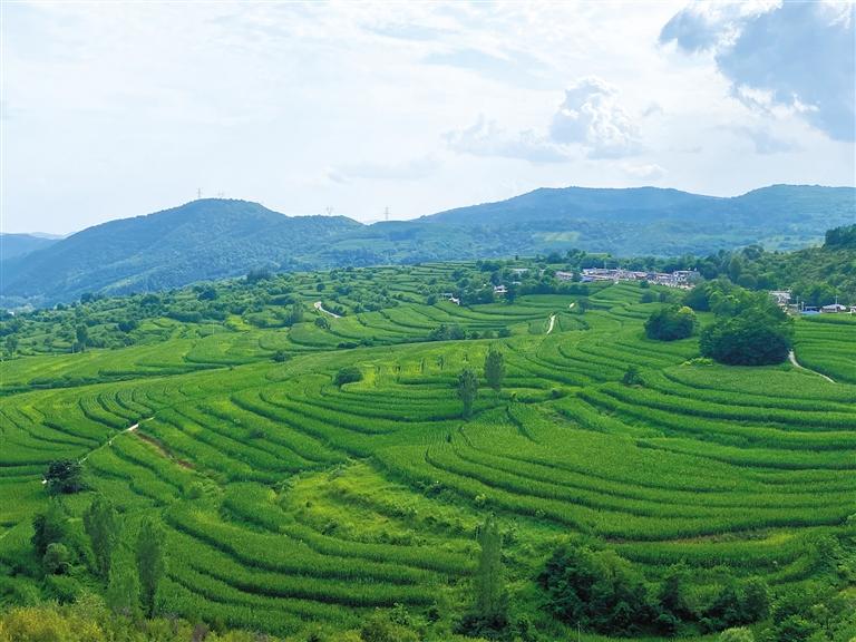 ����Ӵ庵������