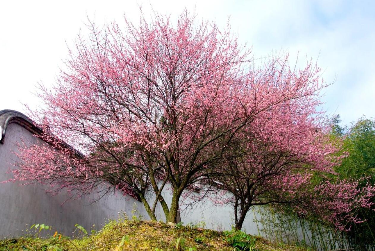 ��÷������