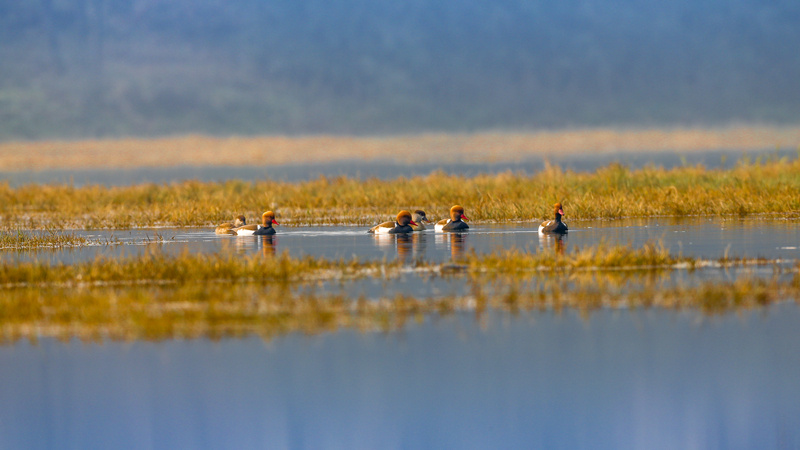 ��̬����