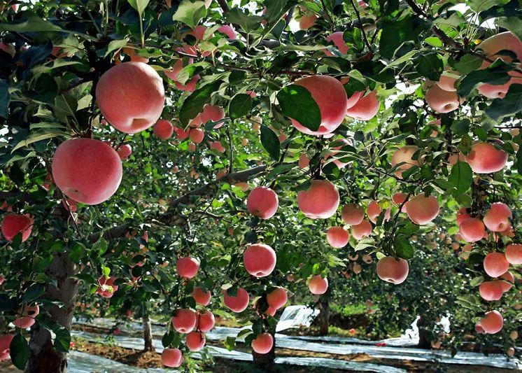 ��ɫũҵ�����������