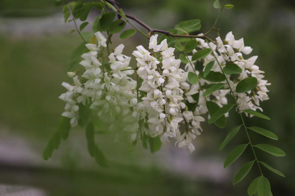 ���Ż�����