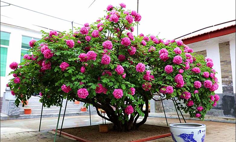 �����س�̿�н־޺���ҵ�ĵ����