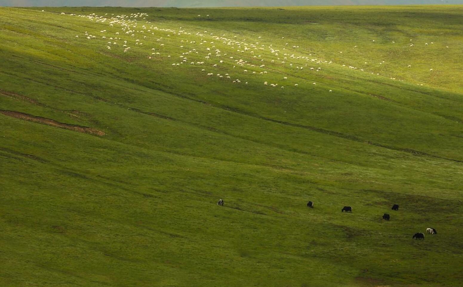 ����ɽ��