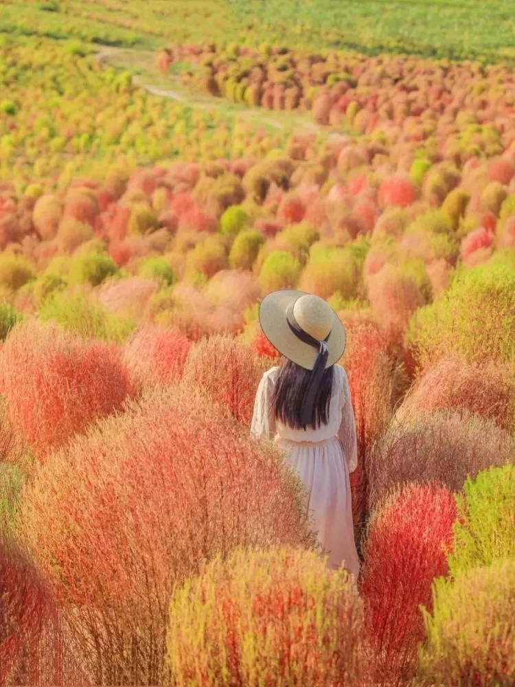 �ط��ݣ�������ɨ��ˡ�