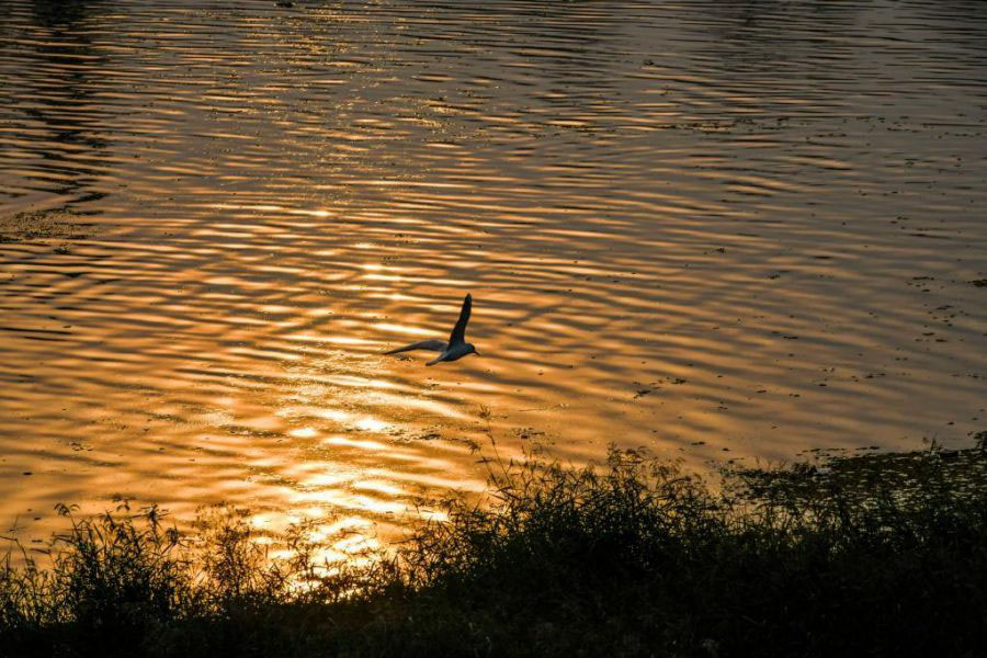 �ӱ�ʡ����ɳ��