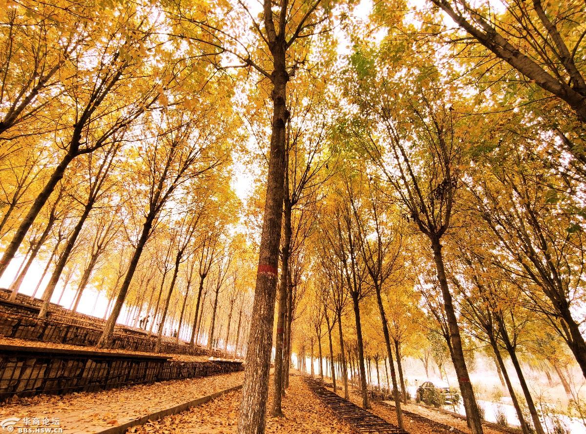 �������ɫ