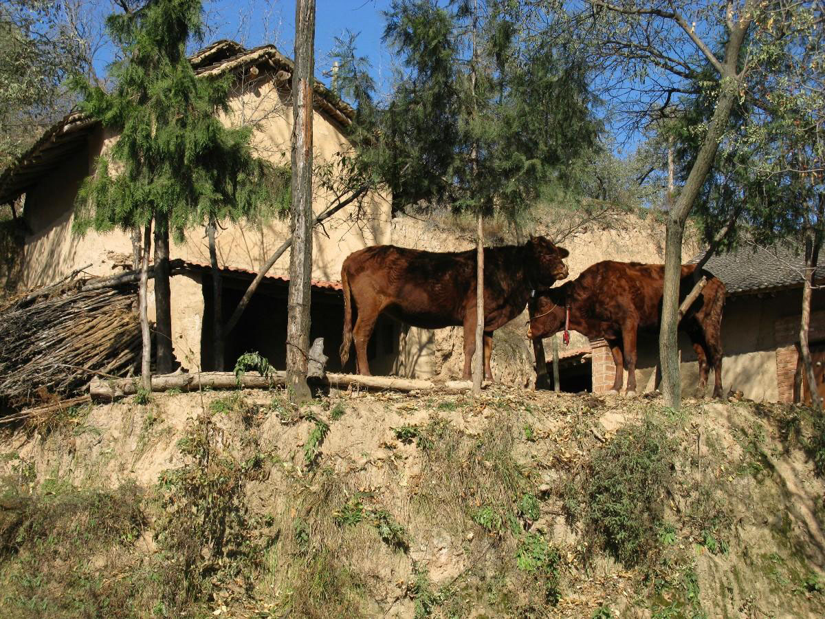 ���н�Զ������1