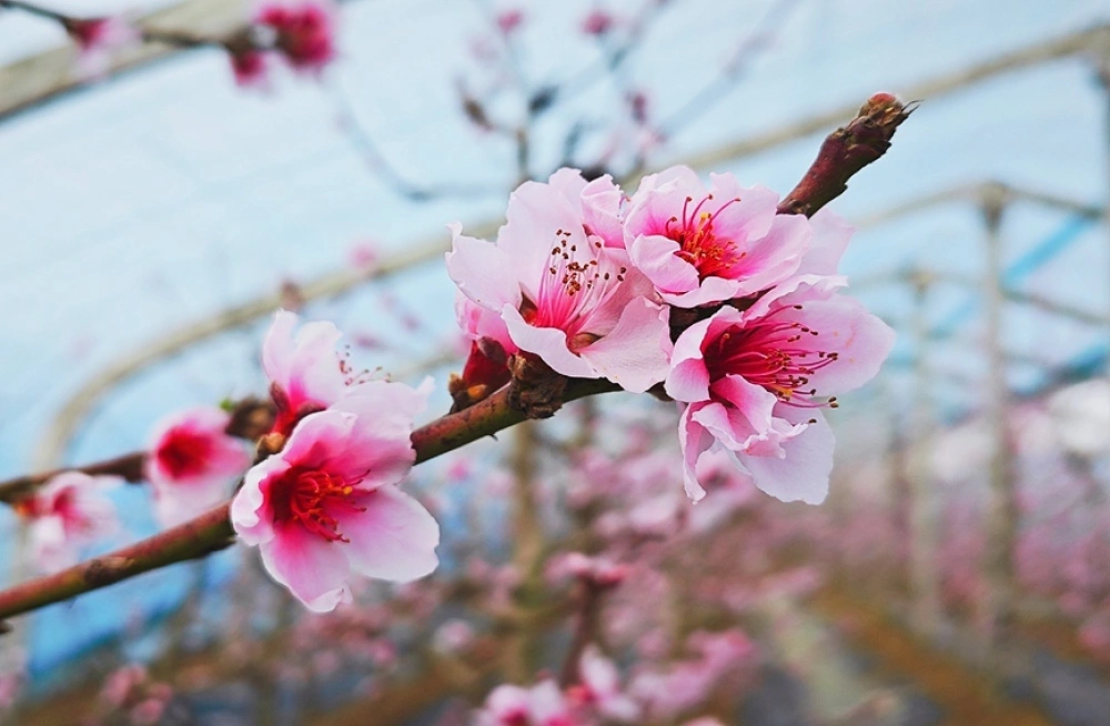 �����һ�