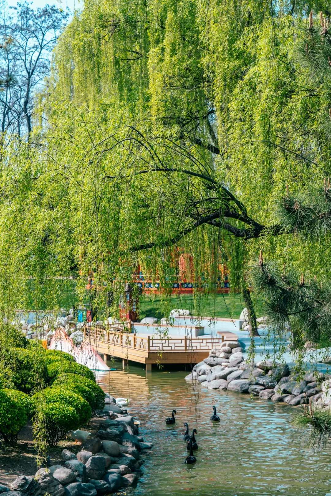 ������ɫ