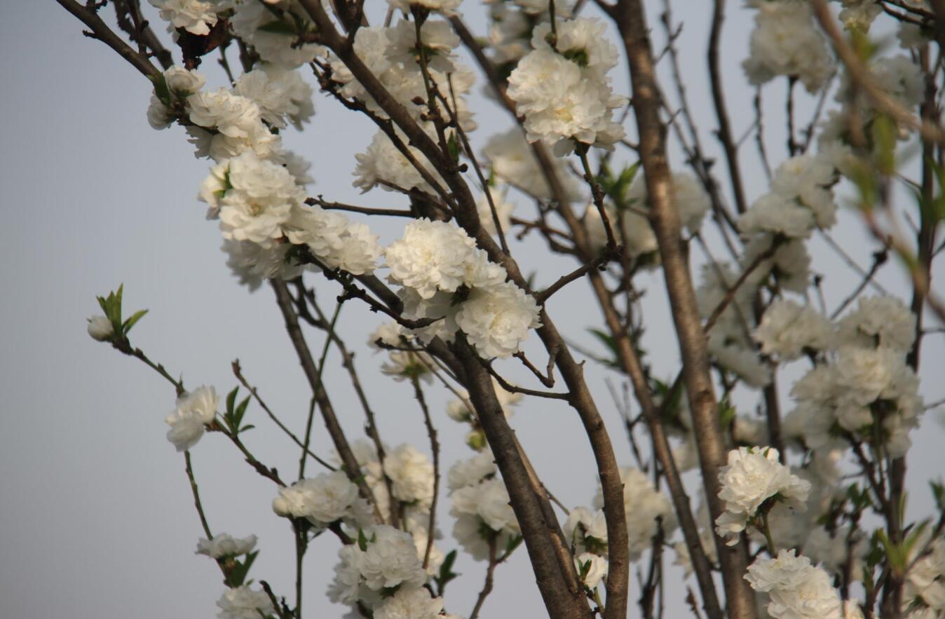 ����Ļ���