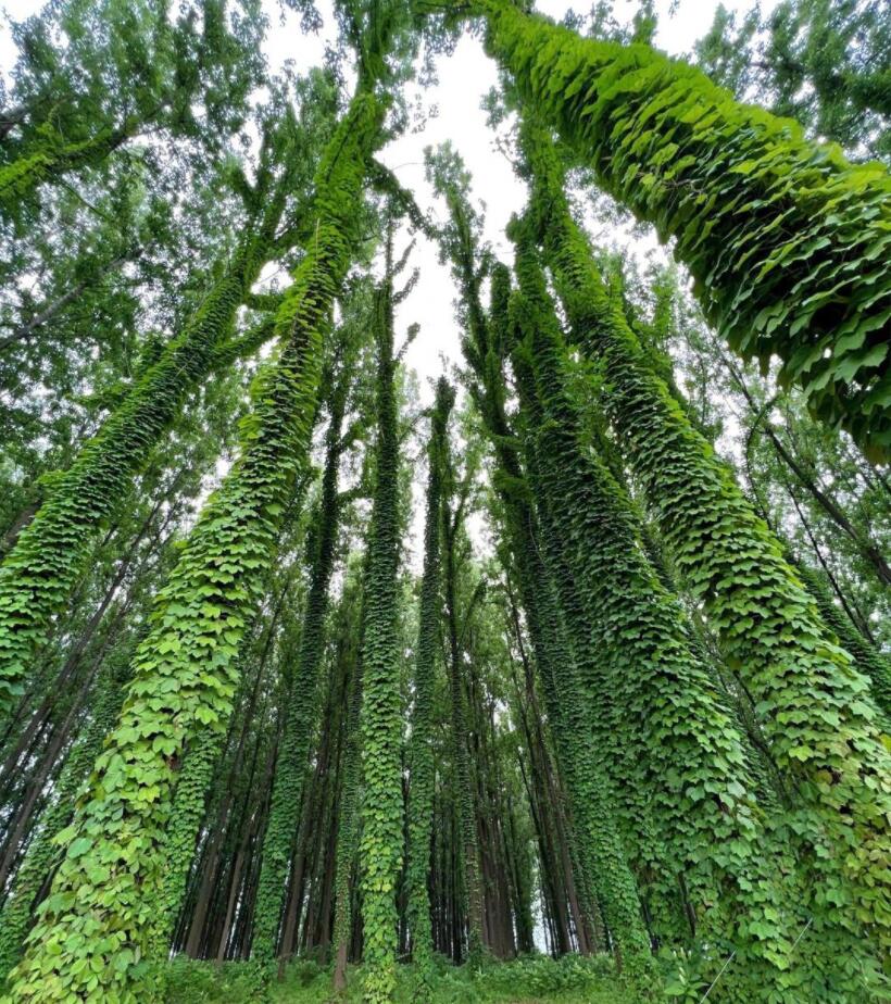 ����Ұ���١�