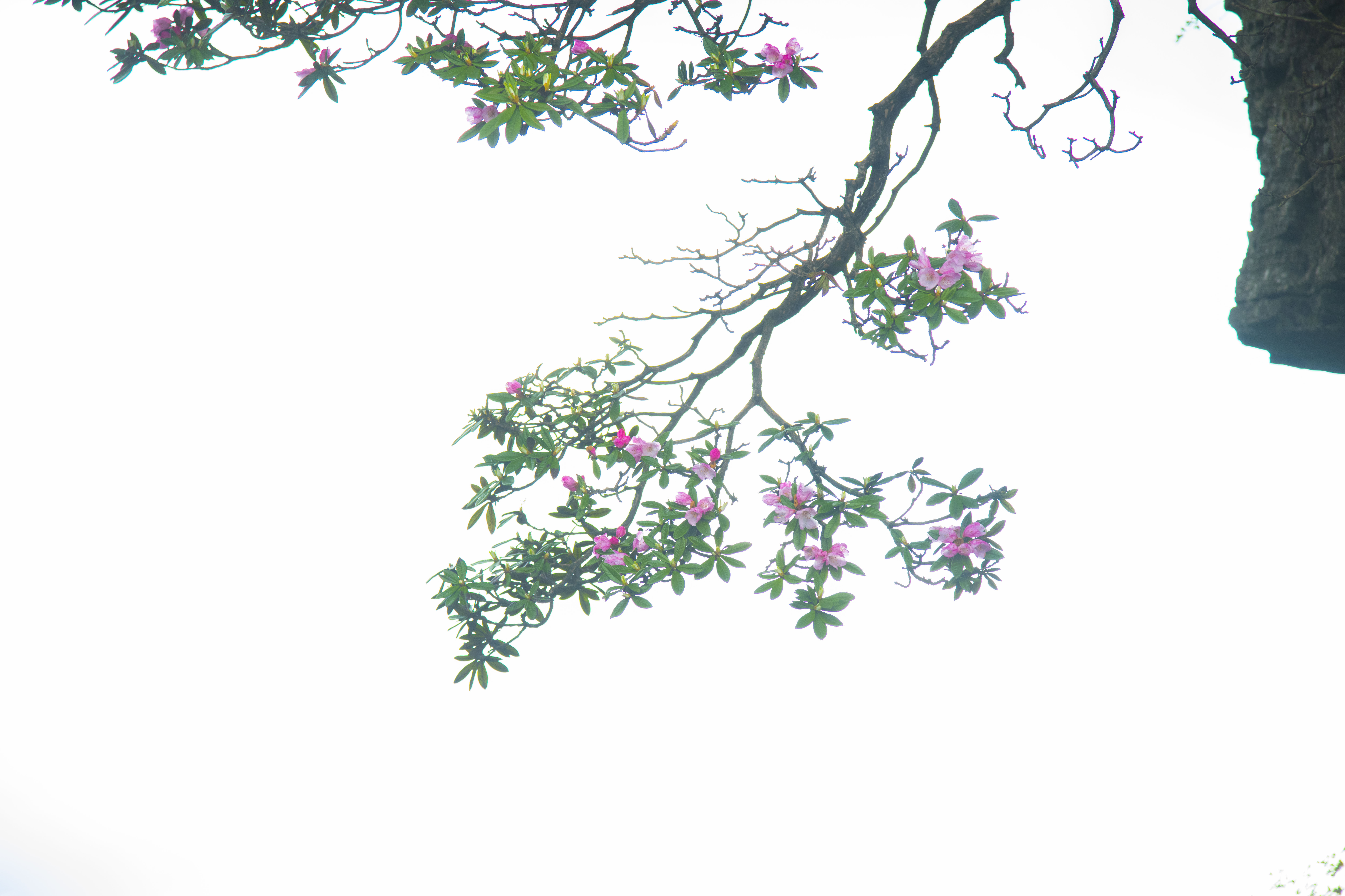 ���ڵ�ɫ��