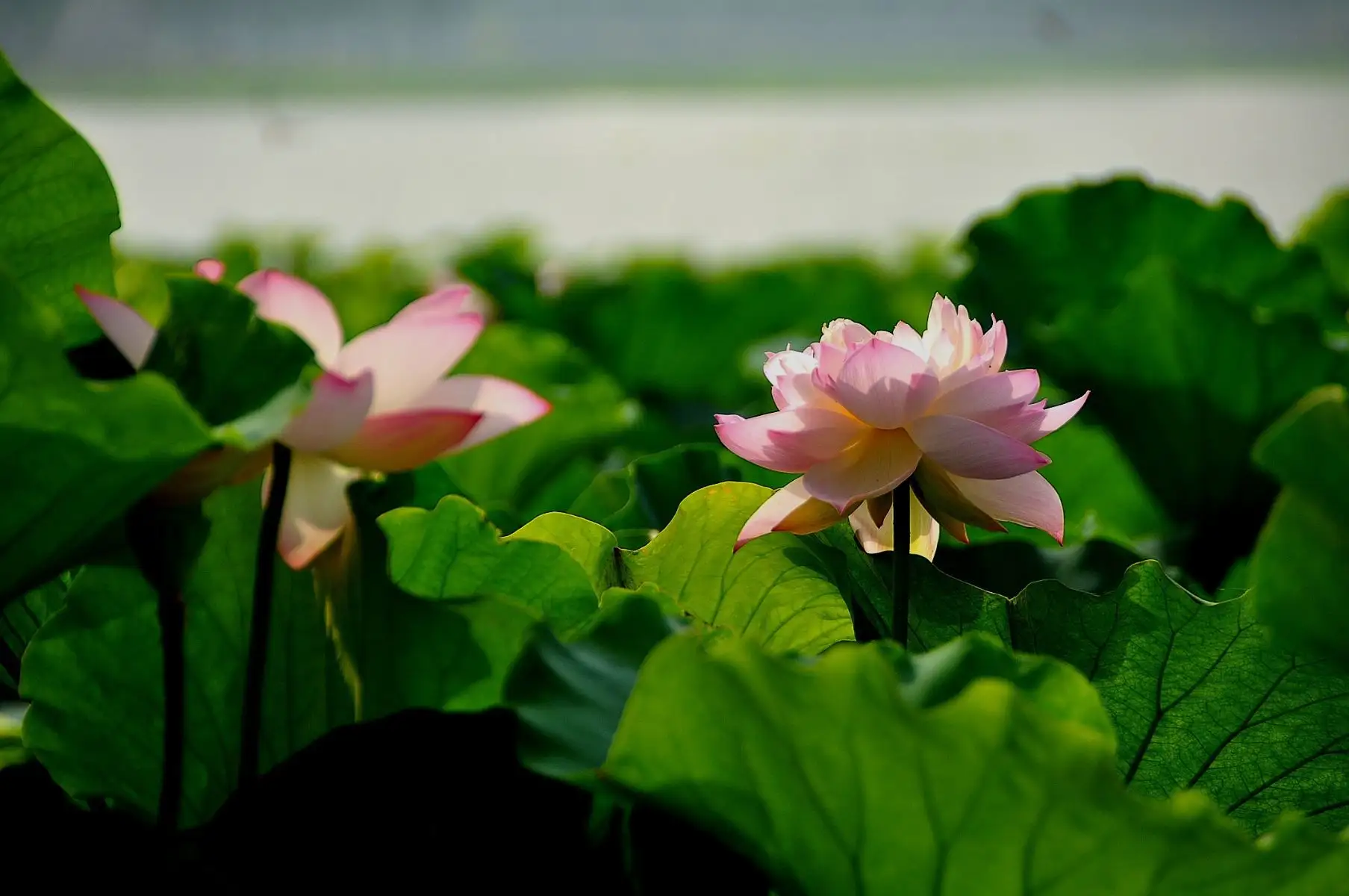 �ּ��ɻ���԰��