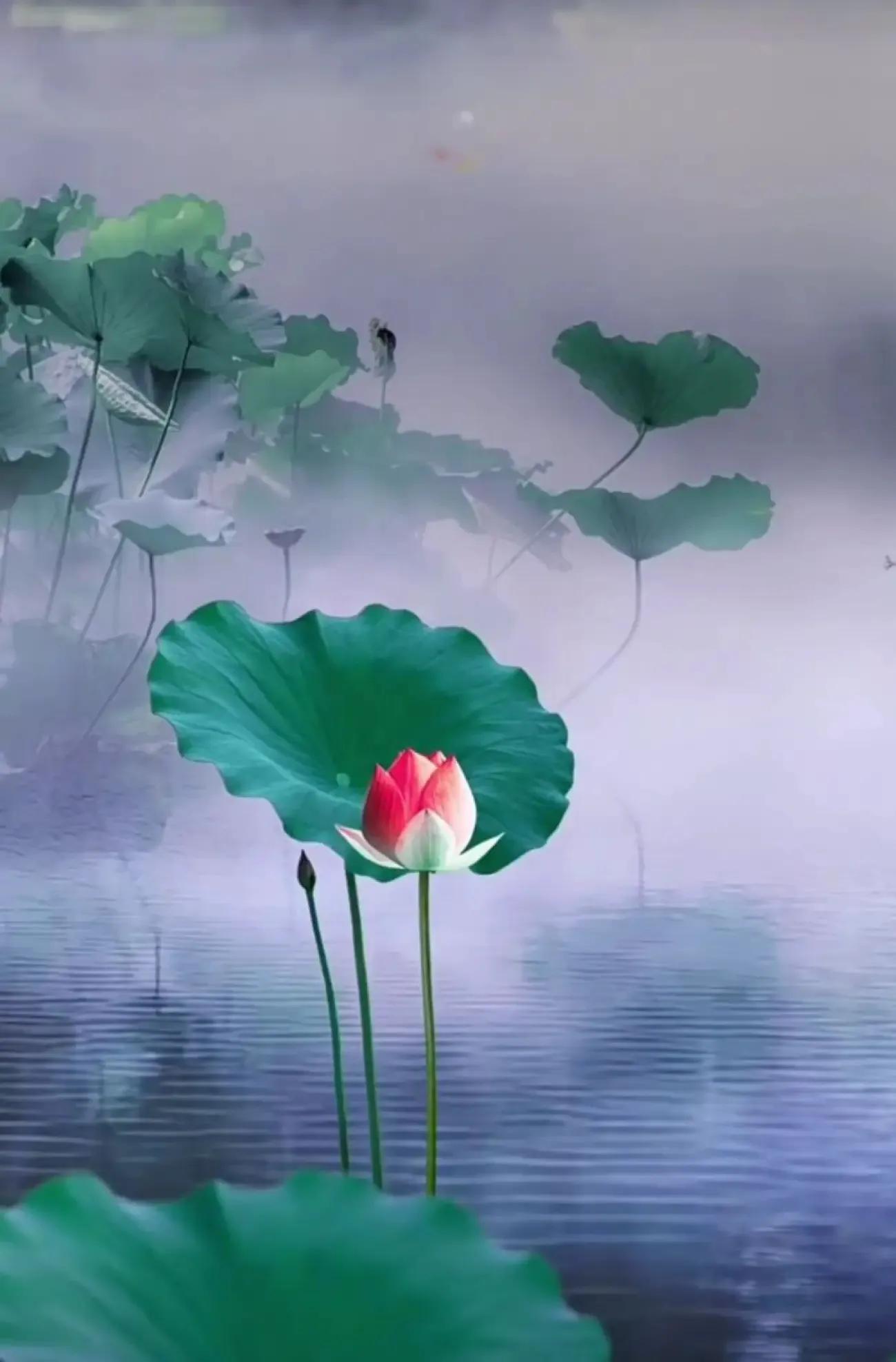 ������Ӱ