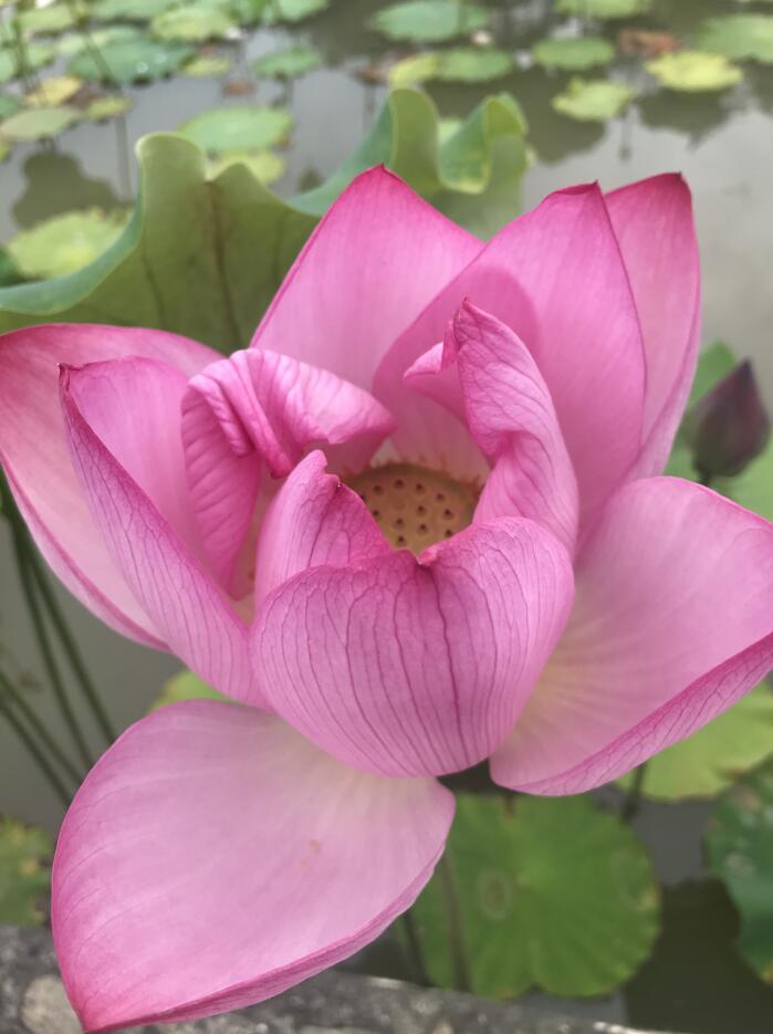 ��ɫ����