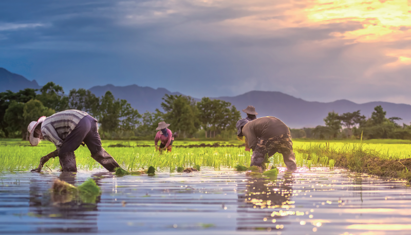 ��â�µĵ�����