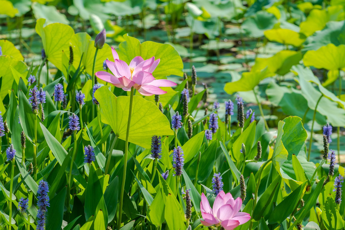 ����̶�ĺɻ�