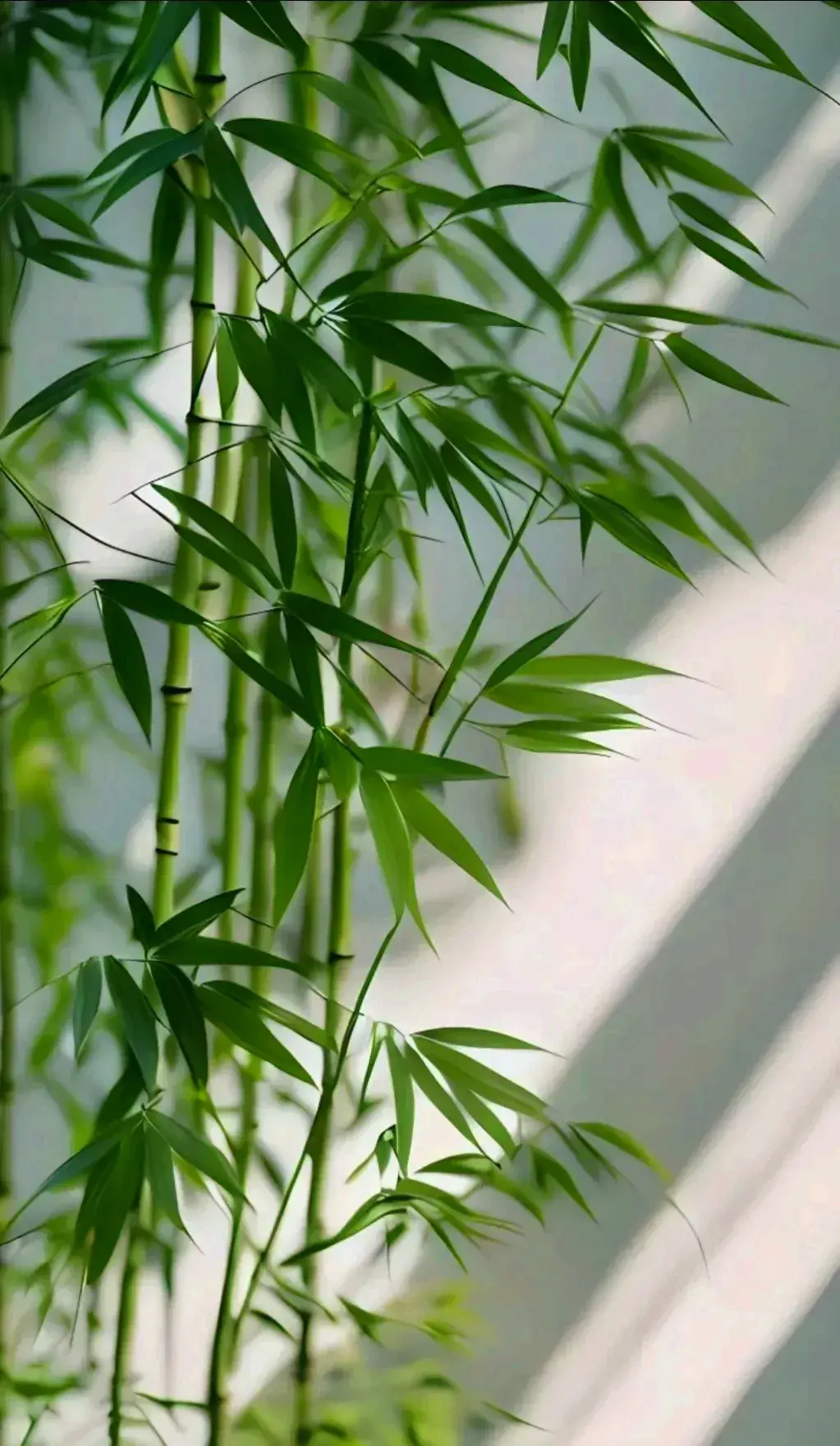 ��Ӱ�����1