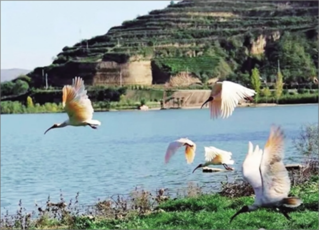 ���q��ǧ��ʪ�ط���