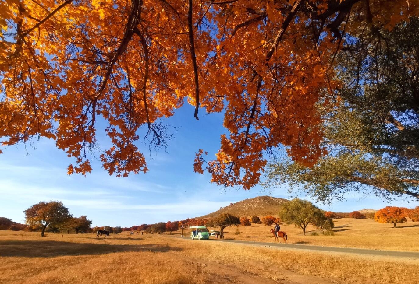 ���ɹſƶ�������������Ƿ����