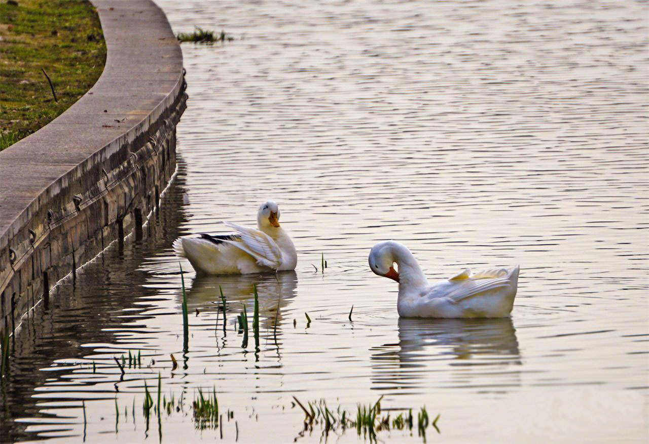 ��������г��̬����