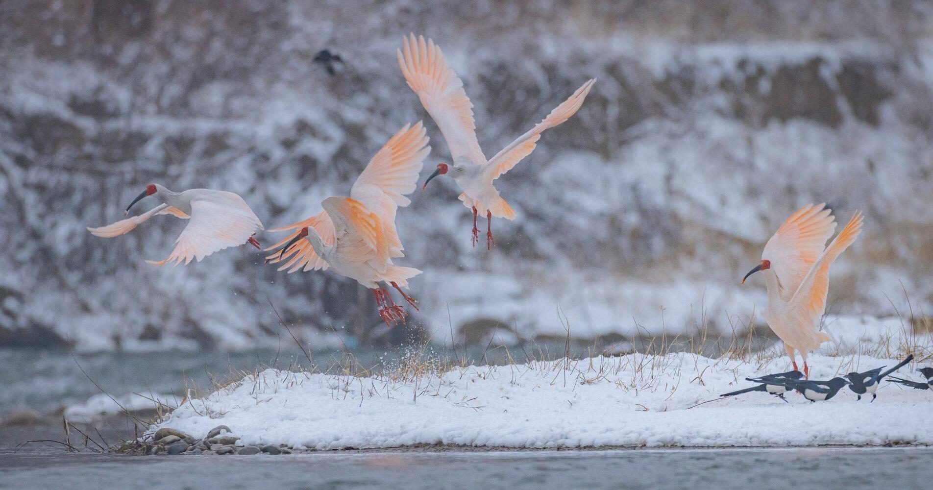 ��ѩ�е����q