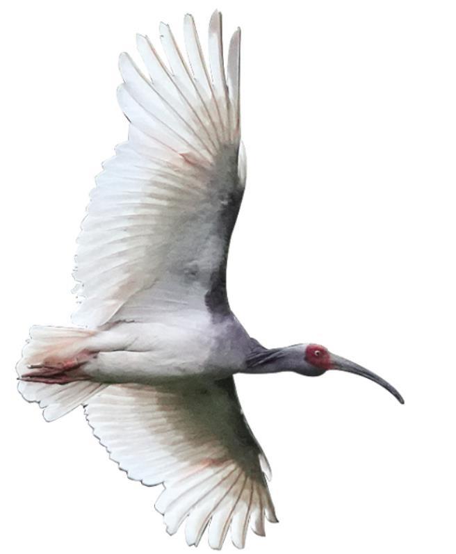 ���qչ�����