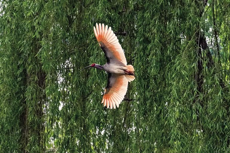 ���q�ڿ��з���