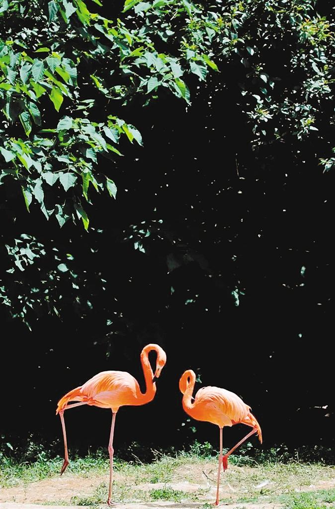 Ư�����ŵĻ�����