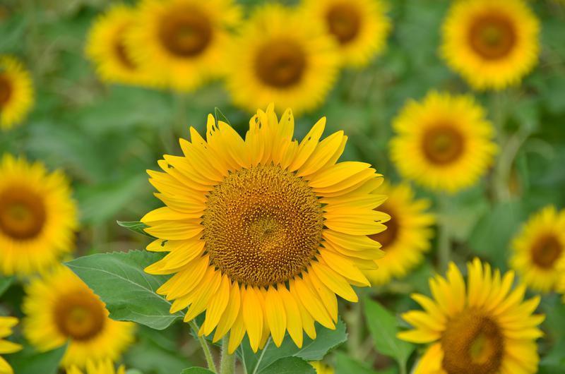 ���տ�����