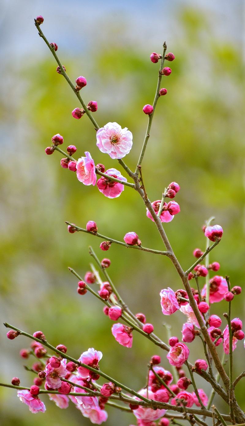 ��÷ʢ�� ���ⰻȻ