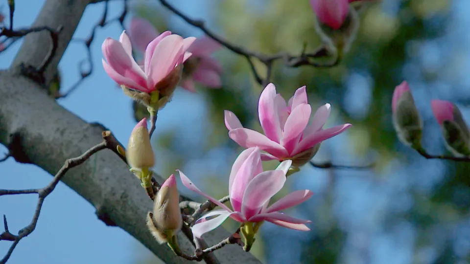 �ź�������