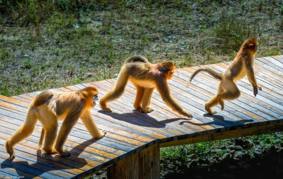 �����ı�������˿��