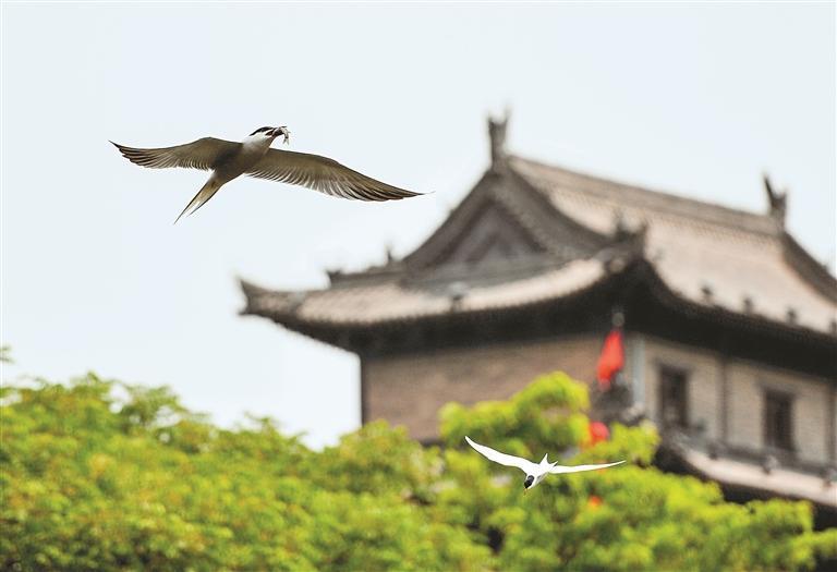 ��Ÿ�ӳ�ǽ�Էɹ�